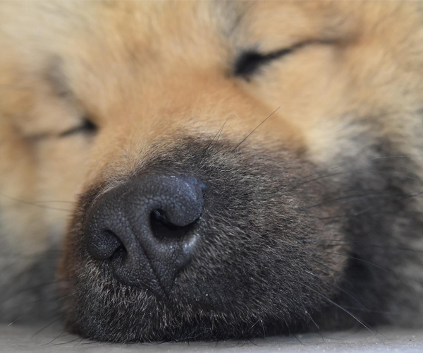 dog closeup asleep anesthesia