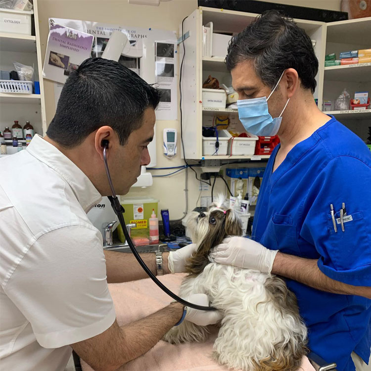 vets assisting small white dog