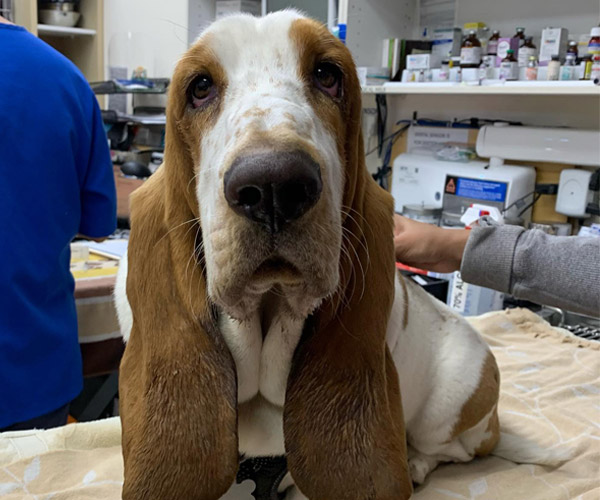 long eared dog being examined