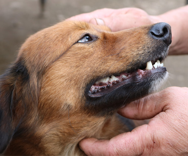 examining dog teeth