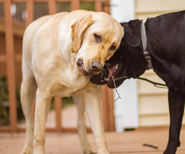 black dog caressing senior yellow lab