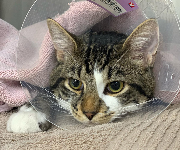 cat with cone resting after neuter and medical care