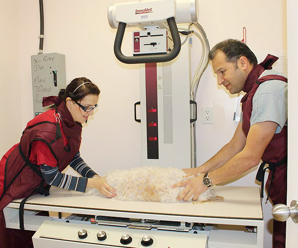 pet being examined with radiography machine