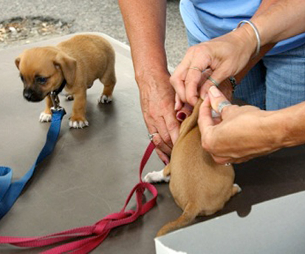 puppy being microchipped