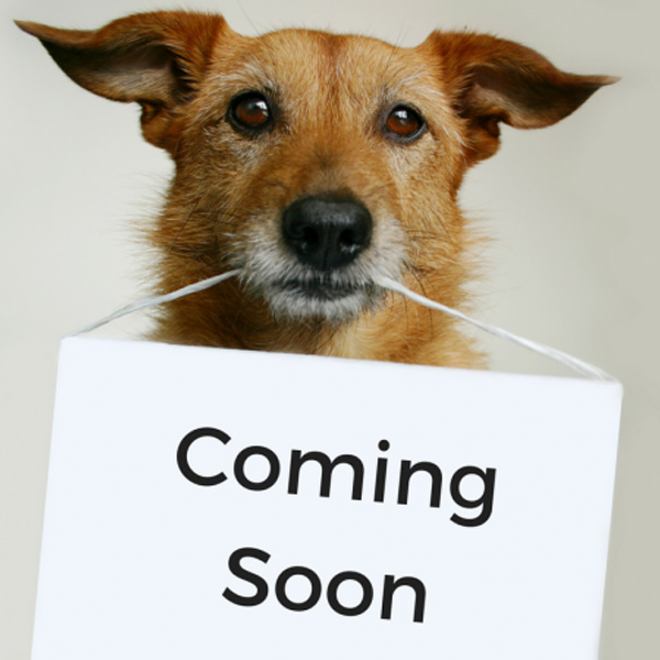 Dog holding coming soon sign