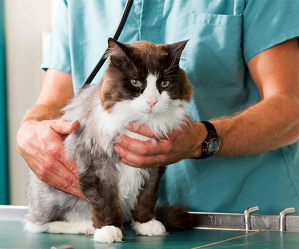 veterinarian holding a cat sitting on examination table 